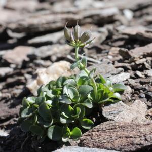 Photographie n°2221902 du taxon Thlaspi rotundifolium (L.) Gaudin