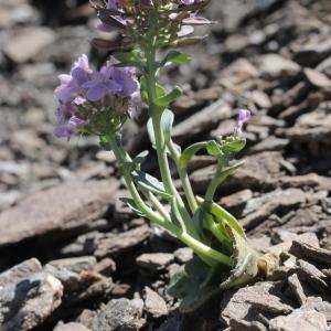 Photographie n°2221903 du taxon Thlaspi rotundifolium (L.) Gaudin