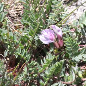 Photographie n°2221917 du taxon Oxytropis gaudinii Bunge [1847]