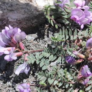 Photographie n°2221932 du taxon Oxytropis gaudinii Bunge [1847]