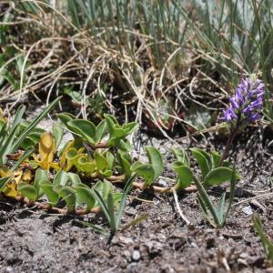 Photographie n°2221934 du taxon Veronica allionii Vill.