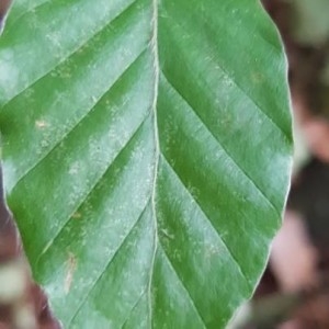 Photographie n°2221939 du taxon Fagus sylvatica L. [1753]