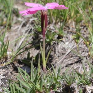 Photographie n°2221955 du taxon Dianthus pavonius Tausch [1839]