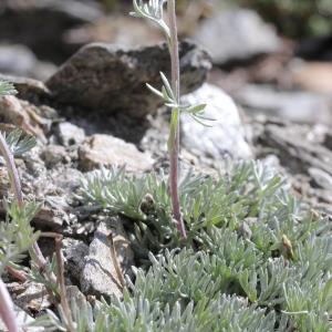 Photographie n°2221974 du taxon Artemisia glacialis L. [1763]