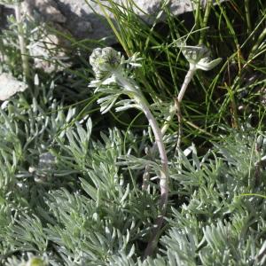 Photographie n°2221975 du taxon Artemisia glacialis L. [1763]