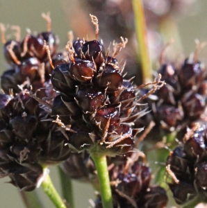 Marie  Portas, le 17 juillet 2018 (Abriès-Ristolas (Montagnes autour de Valpreveyre))