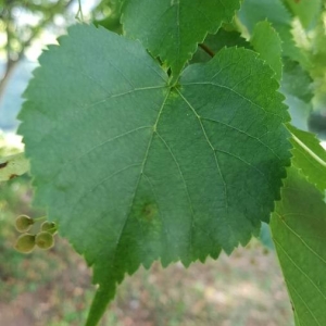 Photographie n°2221989 du taxon Tilia cordata Mill. [1768]