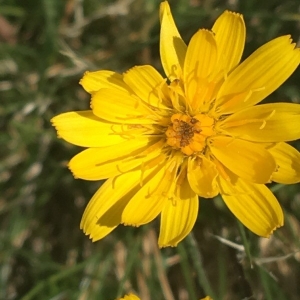 Photographie n°2222069 du taxon Tragopogon pratensis L. [1753]