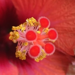 Photographie n°2222078 du taxon Hibiscus rosa-sinensis L. [1753]