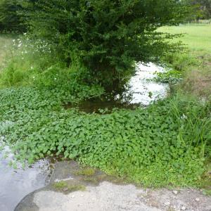 Photographie n°2222095 du taxon Hydrocotyle ranunculoides L.f. [1782]