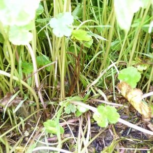 Photographie n°2222116 du taxon Hydrocotyle ranunculoides L.f. [1782]