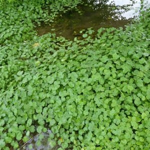 Photographie n°2222121 du taxon Hydrocotyle ranunculoides L.f. [1782]