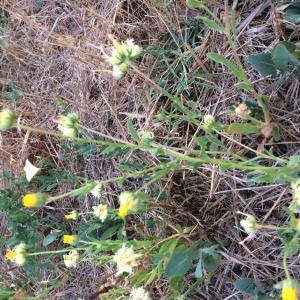 Photographie n°2222134 du taxon Calendula tripterocarpa Rupr. [1856]