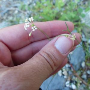 Photographie n°2222143 du taxon Asperula cynanchica L. [1753]