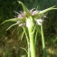  Liliane Roubaudi - Tragopogon hybridus L. [1753]