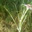  Liliane Roubaudi - Tragopogon hybridus L. [1753]