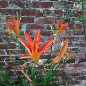 Photographie n°2222203 du taxon Hemerocallis fulva (L.) L. [1762]