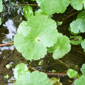 Photographie n°2222207 du taxon Hydrocotyle ranunculoides L.f. [1782]