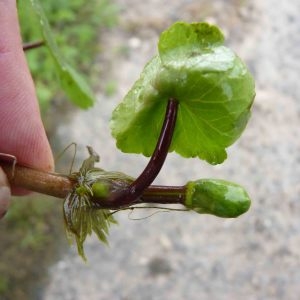 Photographie n°2222246 du taxon Hydrocotyle ranunculoides L.f. [1782]