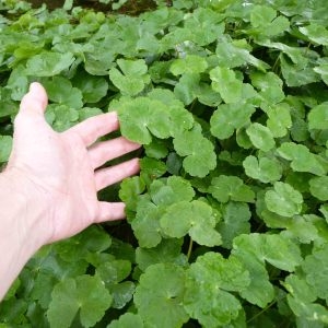 Photographie n°2222247 du taxon Hydrocotyle ranunculoides L.f. [1782]