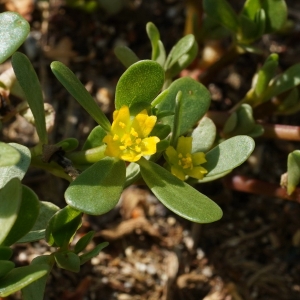 Photographie n°2222263 du taxon Portulaca L. [1753]