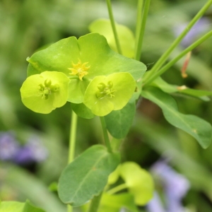 Photographie n°2222310 du taxon Euphorbia amygdaloides L. [1753]