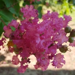 Photographie n°2222313 du taxon Lagerstroemia indica L. [1759]