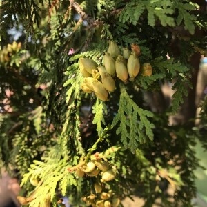 Photographie n°2222350 du taxon Thuja occidentalis L. [1753]