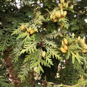 Photographie n°2222351 du taxon Thuja occidentalis L. [1753]