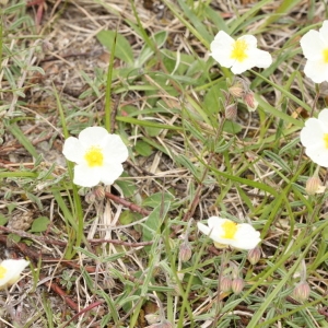 Photographie n°2222376 du taxon Helianthemum apenninum (L.) Mill. [1768]