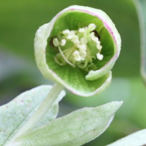 Photographie n°2222377 du taxon Helleborus foetidus L. [1753]