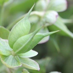 Photographie n°2222379 du taxon Helleborus foetidus L. [1753]