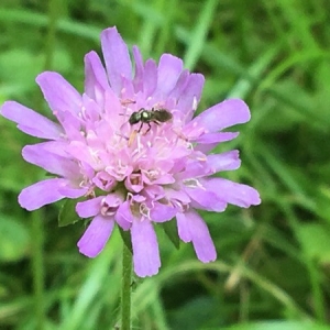 Photographie n°2222419 du taxon Knautia arvensis (L.) Coult. [1828]