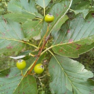 Photographie n°2222444 du taxon Sorbus intermedia (Ehrh.) Pers. [1806]