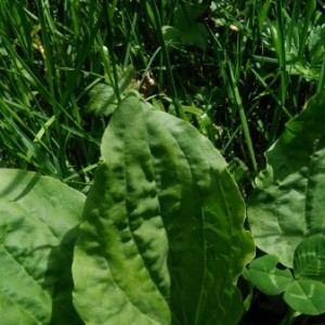 Photographie n°2222507 du taxon Plantago major L.