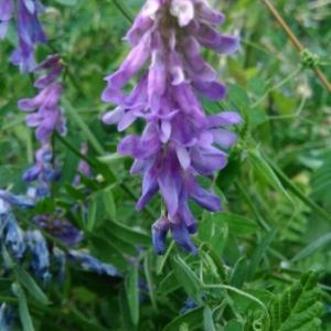 Photographie n°2222551 du taxon Vicia cracca L. [1753]