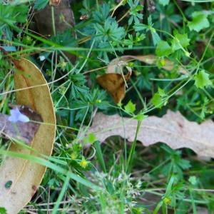 Photographie n°2222565 du taxon Wahlenbergia hederacea (L.) Rchb.