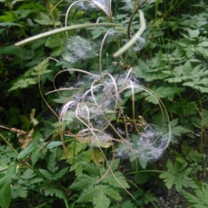 Photographie n°2222567 du taxon Epilobium ciliatum Raf. [1808]