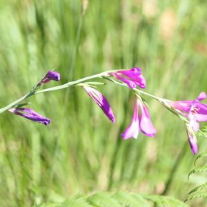 Photographie n°2222608 du taxon Gladiolus communis L. [1753]