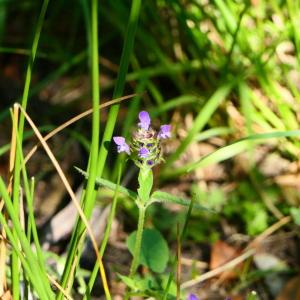 Photographie n°2222629 du taxon Prunella vulgaris L. [1753]