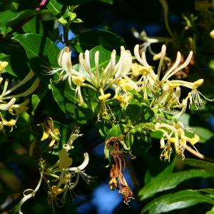Photographie n°2222633 du taxon Lonicera periclymenum L. [1753]