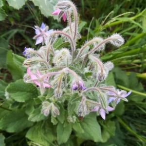 Photographie n°2222642 du taxon Borago officinalis L. [1753]