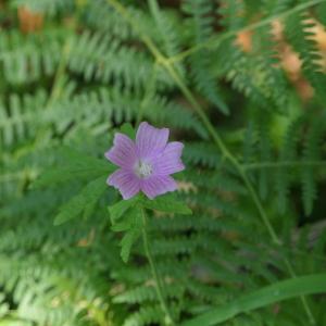 Photographie n°2222651 du taxon Malva tournefortiana L. [1755]