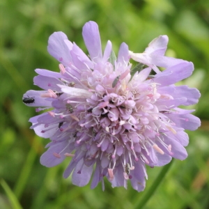 Photographie n°2222687 du taxon Knautia arvensis (L.) Coult. [1828]