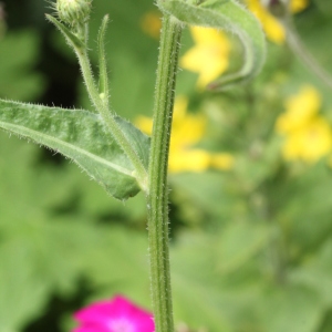 Photographie n°2222699 du taxon Picris hieracioides L. [1753]