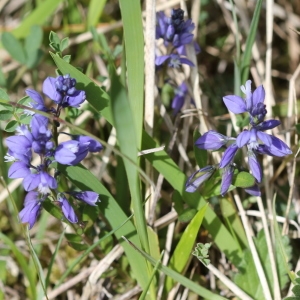 Photographie n°2222720 du taxon Polygala vulgaris L. [1753]