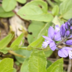 Photographie n°2222721 du taxon Polygala vulgaris L. [1753]