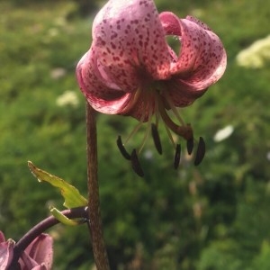 Photographie n°2222724 du taxon Lilium martagon L.