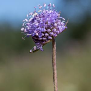 Photographie n°2222741 du taxon Succisa pratensis Moench [1794]