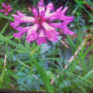 Photographie n°2222786 du taxon Betonica officinalis L. [1753]